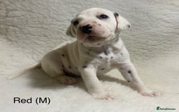 Dalmatian dogs for sale: Stunning KC dalmation puppies for sale! - Image 3