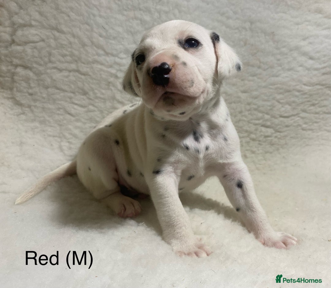 Dalmatian dogs for sale: Stunning KC dalmation puppies for sale! - Image 3