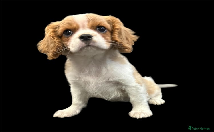 Cavalier King Charles Spaniel dogs - Advert 1