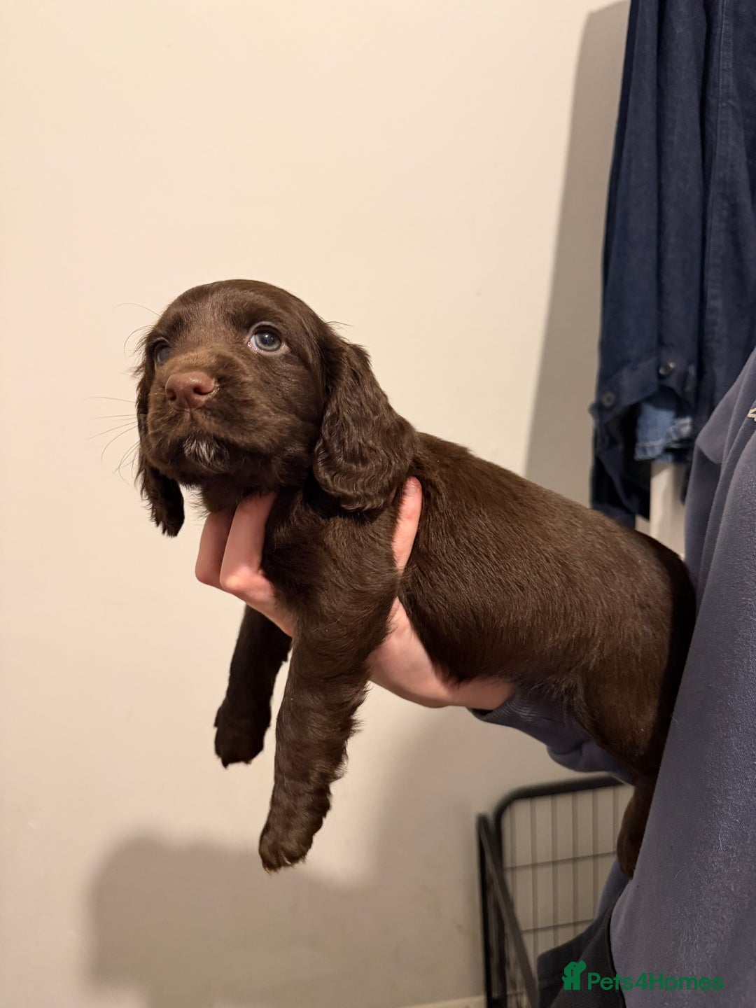 Cocker Spaniel dogs for sale: FEMALE CHOC WORKING COCKER LEFT! - Advert 23