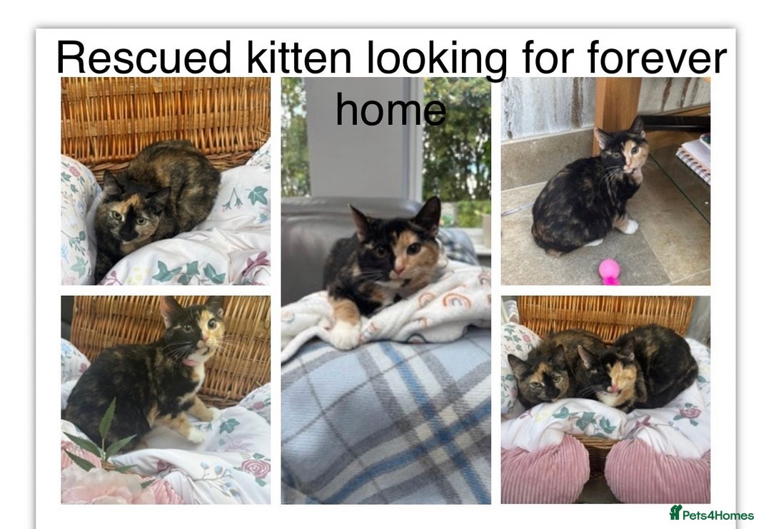 Mixed Breed cats for sale: 2 girl rescue kittens - Image 2