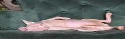 Sphynx cats for sale: Gorgeous Sphynx Kittens for sale - Advert 10