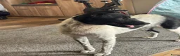 Mixed Breed dogs for adoption: Sweet Pepita looking for True Love  - Advert 8