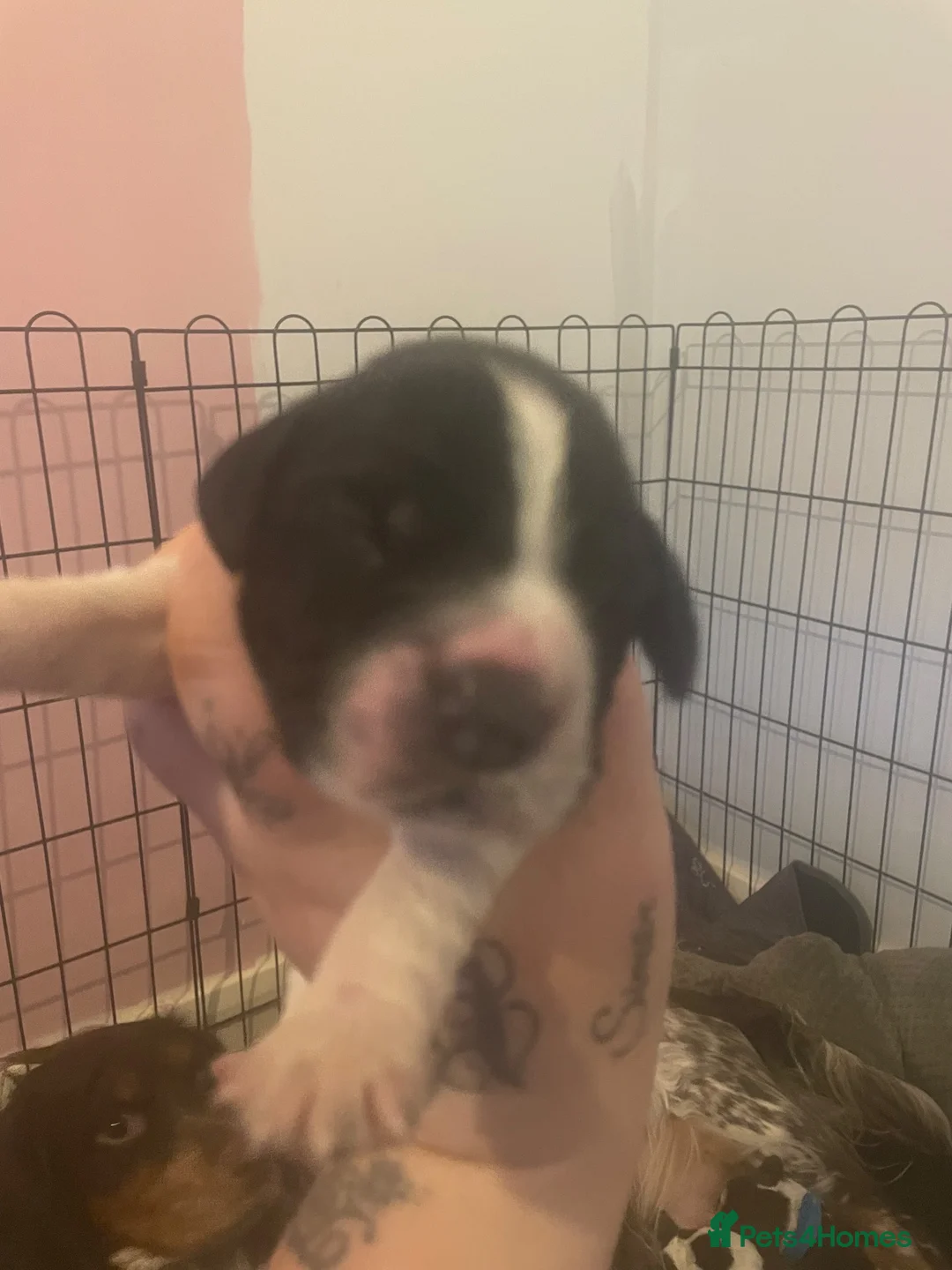 Cocker Spaniel dogs for sale: 2 beautiful cocker spaniel boys left  in Barnsley - Advert 2