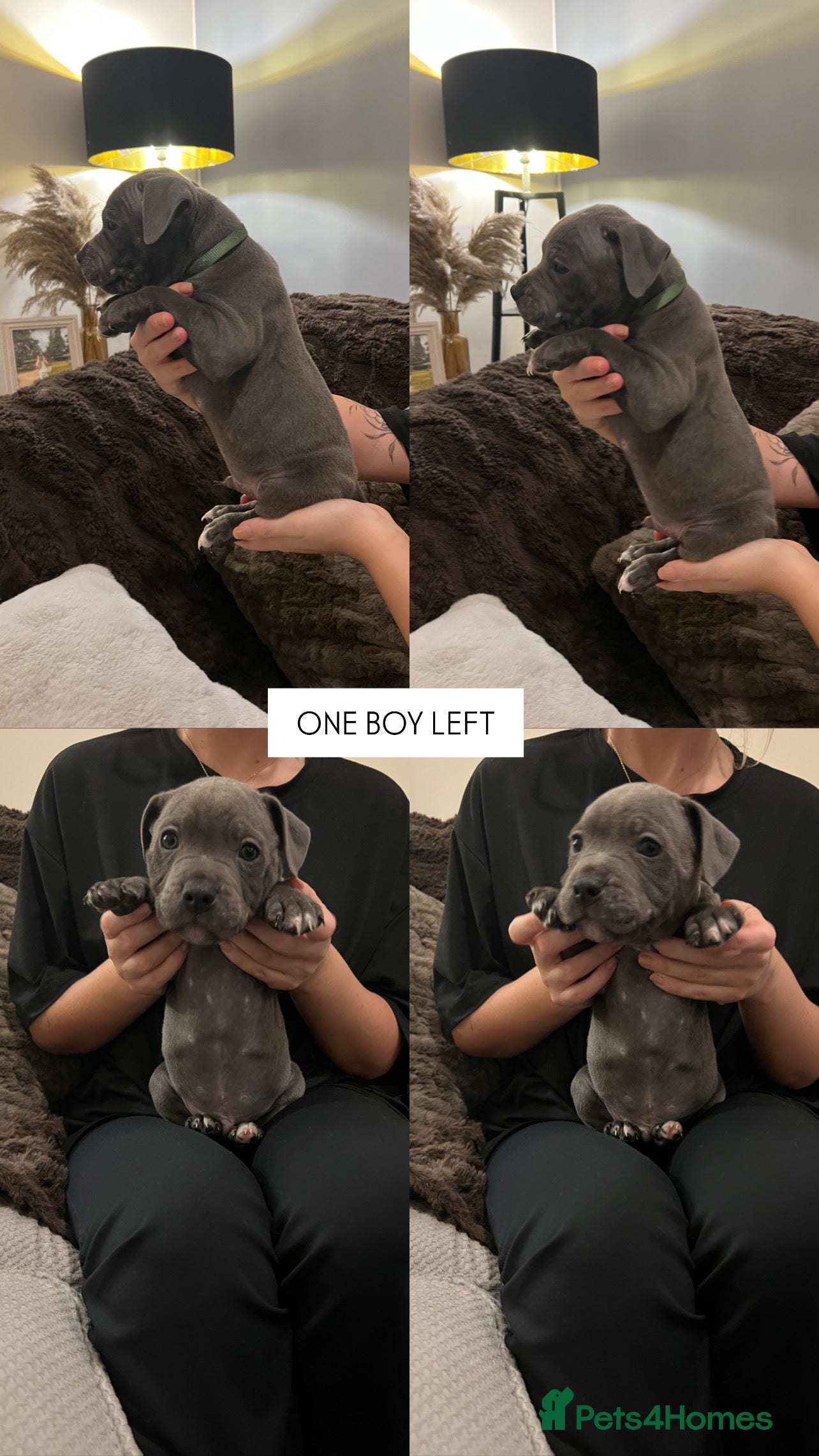 Staffordshire Bull Terrier dogs GREEN COLLAR LEFT!! Price dropped ,ready to go!!  - Advert 15