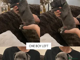 Staffordshire Bull Terrier dogs GREEN COLLAR LEFT!! Price dropped ,ready to go!! - Advert 15