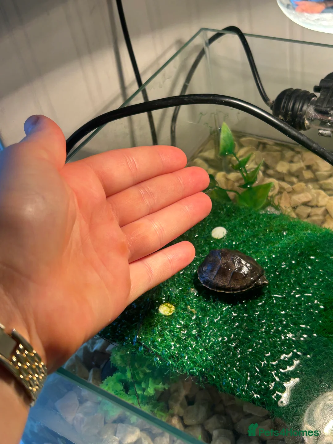 Turtle reptiles for sale: Black musk turtle  - Advert 2