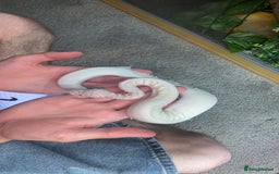 Snake reptiles for sale: 4 snakes need gone - Image 8