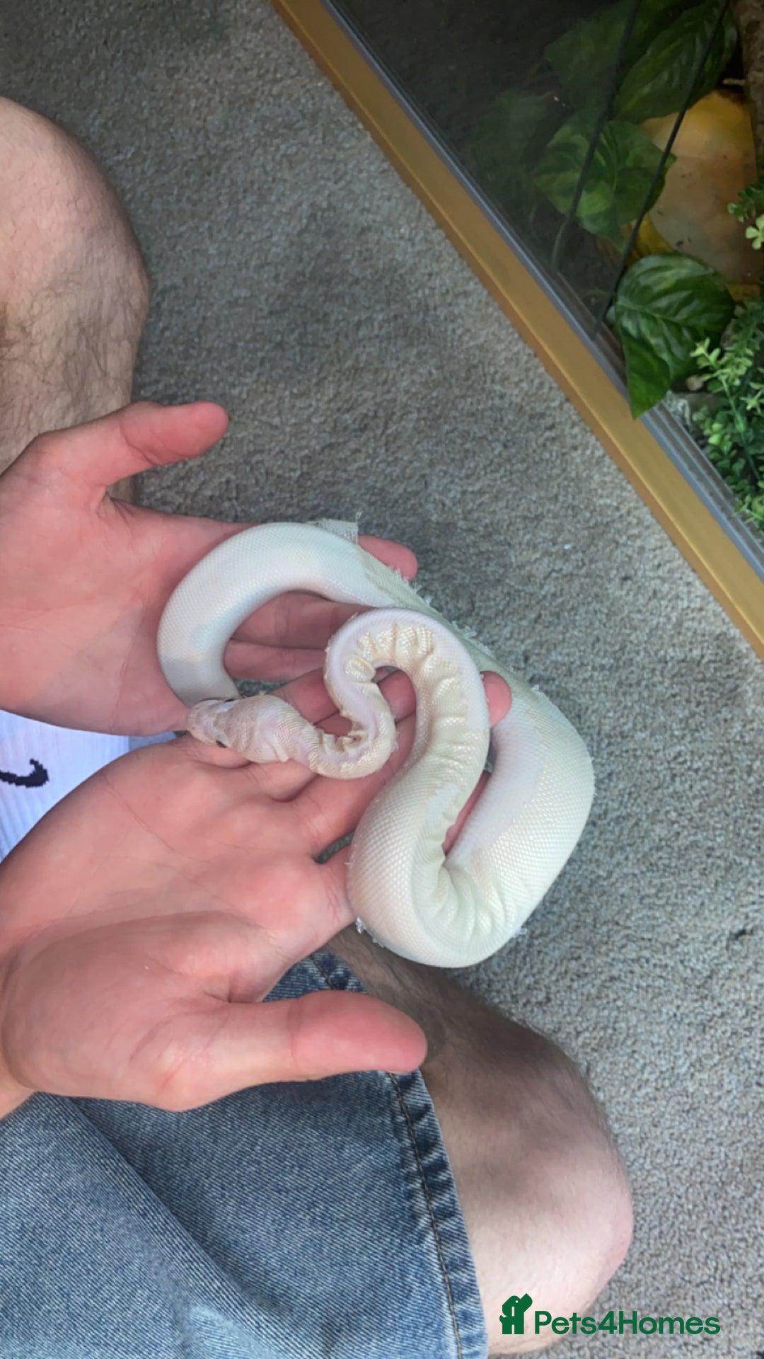 Snake reptiles for sale: 4 snakes need gone - Image 8