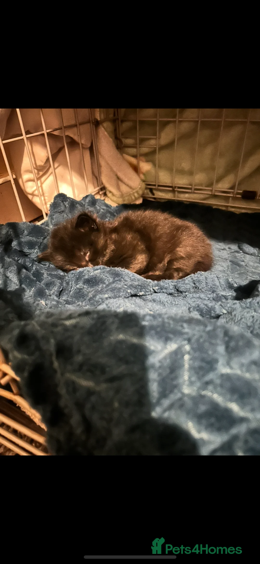 Mixed Breed cats for sale: Ready to leave 6th june-reduced to £70 - Advert 2