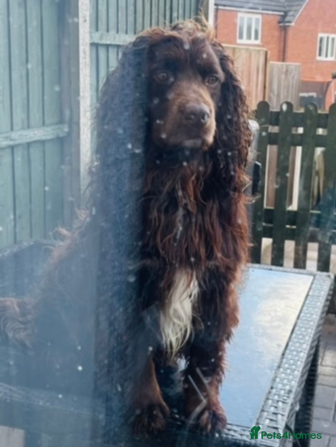 Sprocker dogs for sale: Stunning sprocker puppies  - Advert 15