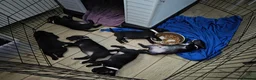 Mixed Breed dogs for sale: 6 puppies - Advert 2