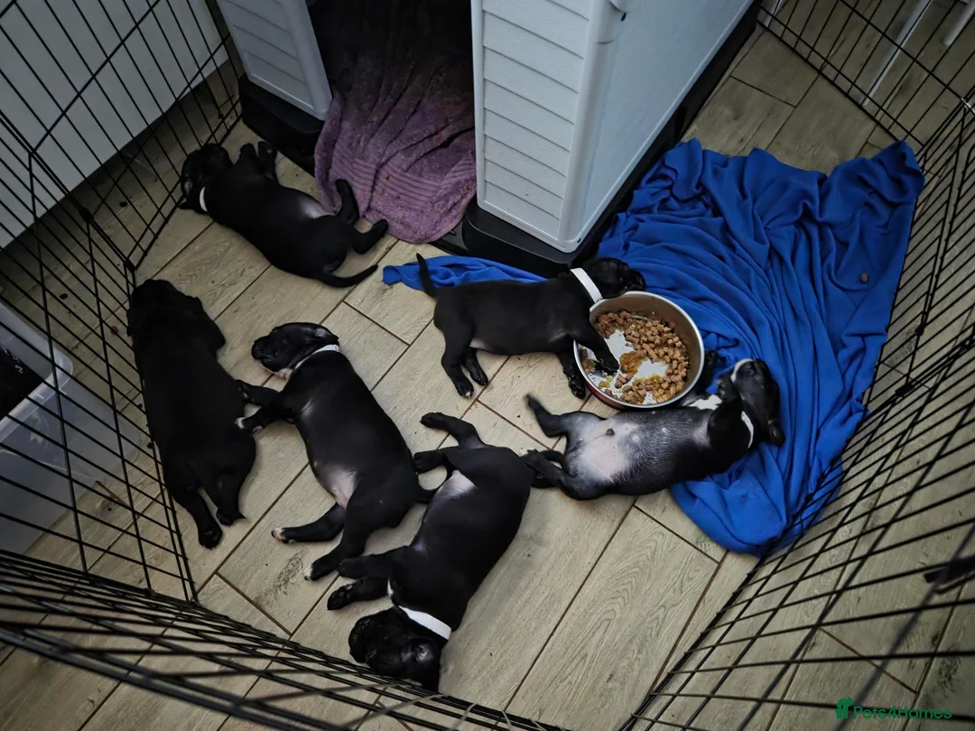 Mixed Breed dogs for sale: 6 puppies - Advert 2