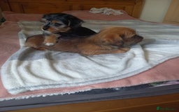 Mixed Breed dogs for sale: 💞 Beautiful Yorkie Russel Puppies 💞 - Image 11