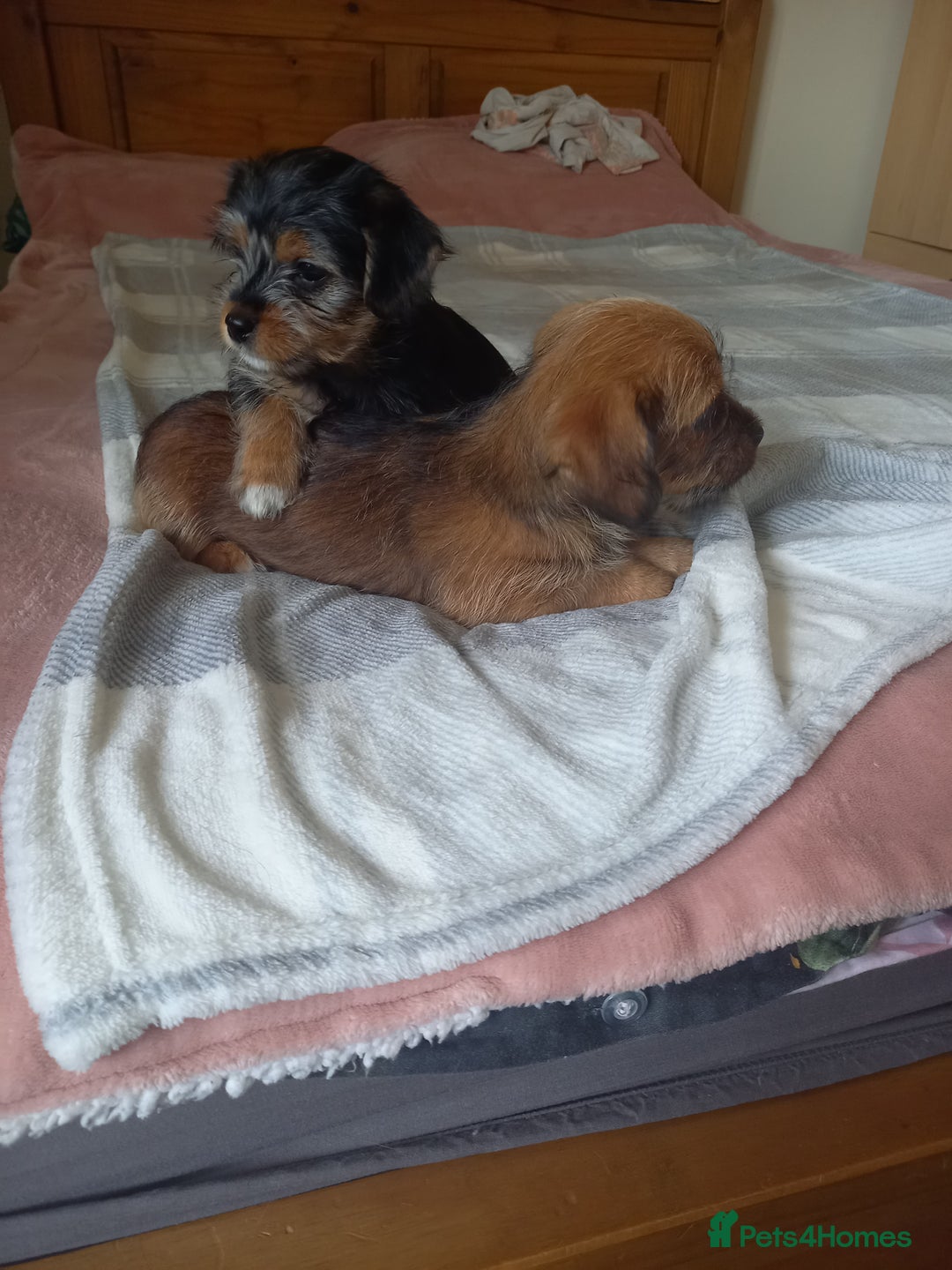 Mixed Breed dogs for sale: 💞 Beautiful Yorkie Russel Puppies 💞 - Image 11