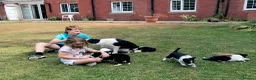Border Collie dogs for sale: QUALITY BORDER COLLIE PUPPIES CHAMPION LINES in Cardiff - Advert 17