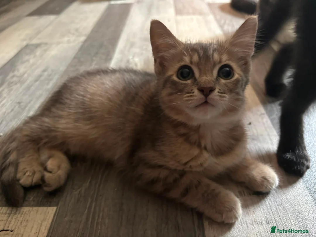Mixed Breed cats for sale: 3 kittens for sale. in Bakewell - Advert 2