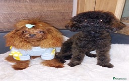 Toy Poodle dogs for sale: Full Asian poodle  - Image 9