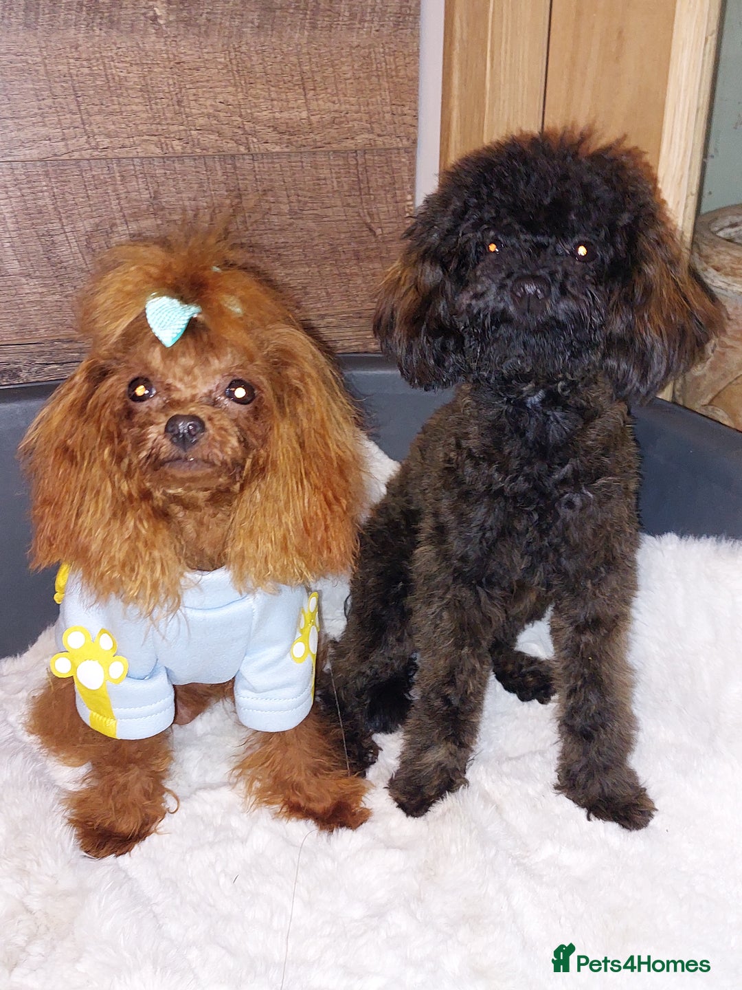 Toy Poodle dogs for sale: Full Asian poodle  - Image 9