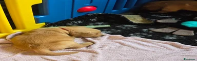 Golden Retriever 1