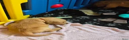 Golden Retriever dogs for sale: Stunning dark Golden retriever puppies in Boston - Advert 4