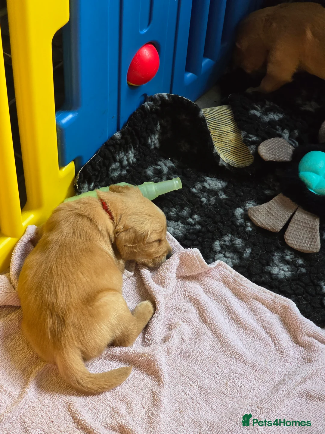 Golden Retriever dogs for sale: Stunning dark Golden retriever puppies - Advert 18