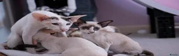 Oriental cats for sale: Seal point & white Oriental shorthair - Advert 1