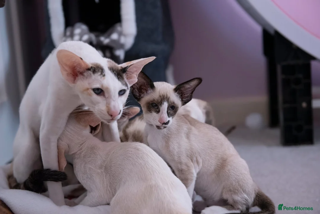 Oriental cats for sale: Seal point & white Oriental shorthair - Advert 1