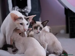 Oriental cats Seal point & white Oriental shorthair - Advert 11