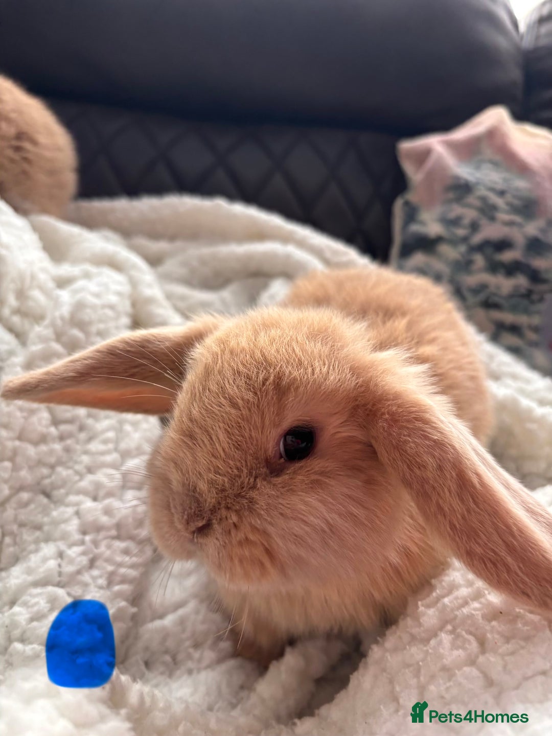 Mini Lop rabbits for sale: purebred Mini Lops  - Advert 6