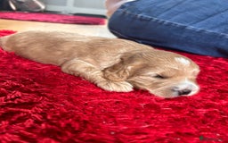 Cockapoo dogs for sale: Cockapoos x 5 2 girls 3 boys f1 - Image 8
