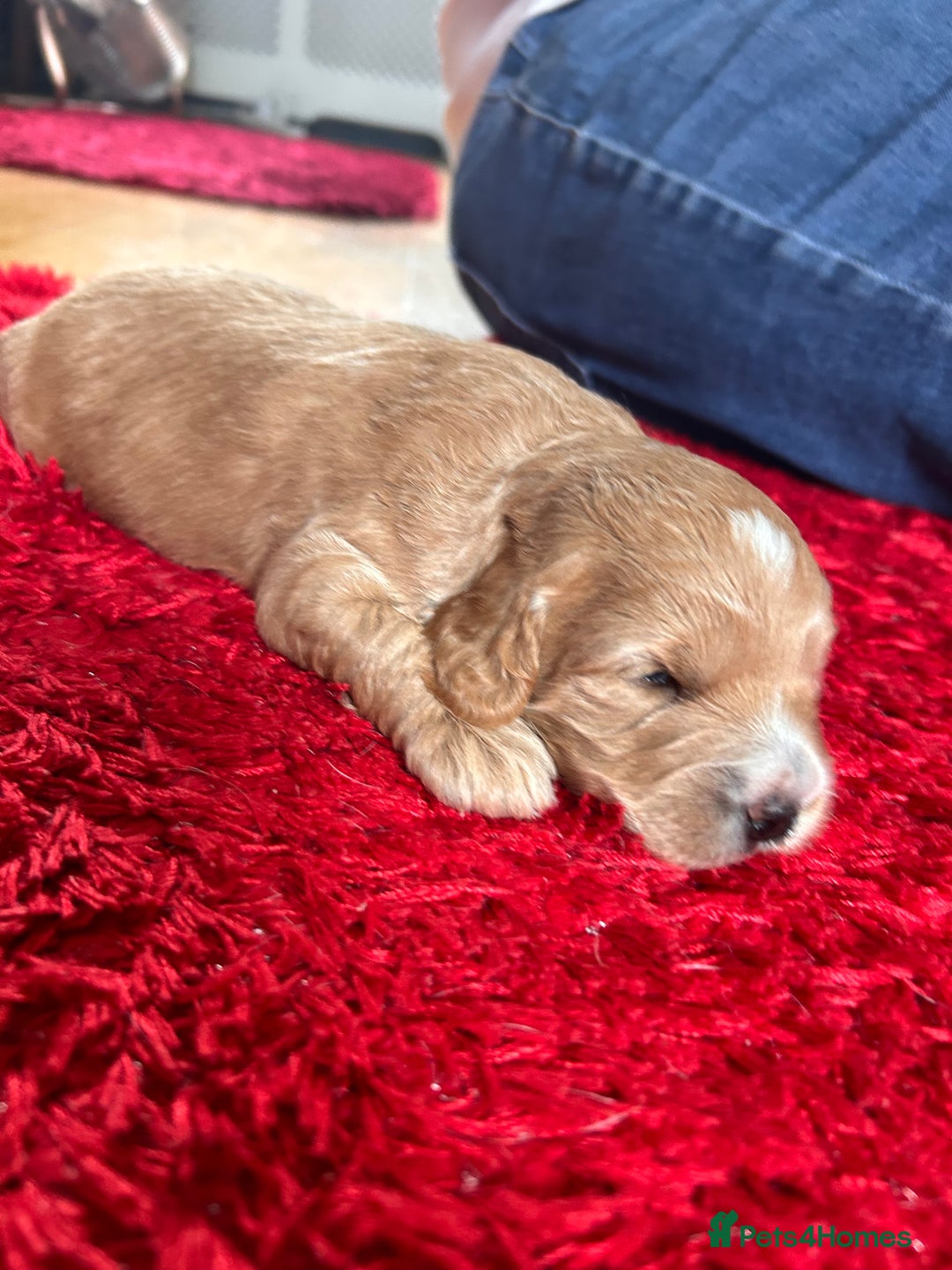 Cockapoo dogs for sale: Cockapoos x 5 2 girls 3 boys f1 - Image 8