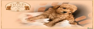 Toy Poodle 3