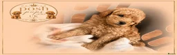 Toy Poodle dogs for sale: 🐾meet Tallulah‘s beautiful litterof3 girlsand1boy - Advert 8