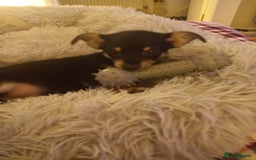 Jack Russell dogs for sale: Beautiful Jack russell puppy ( last one) - Image 12