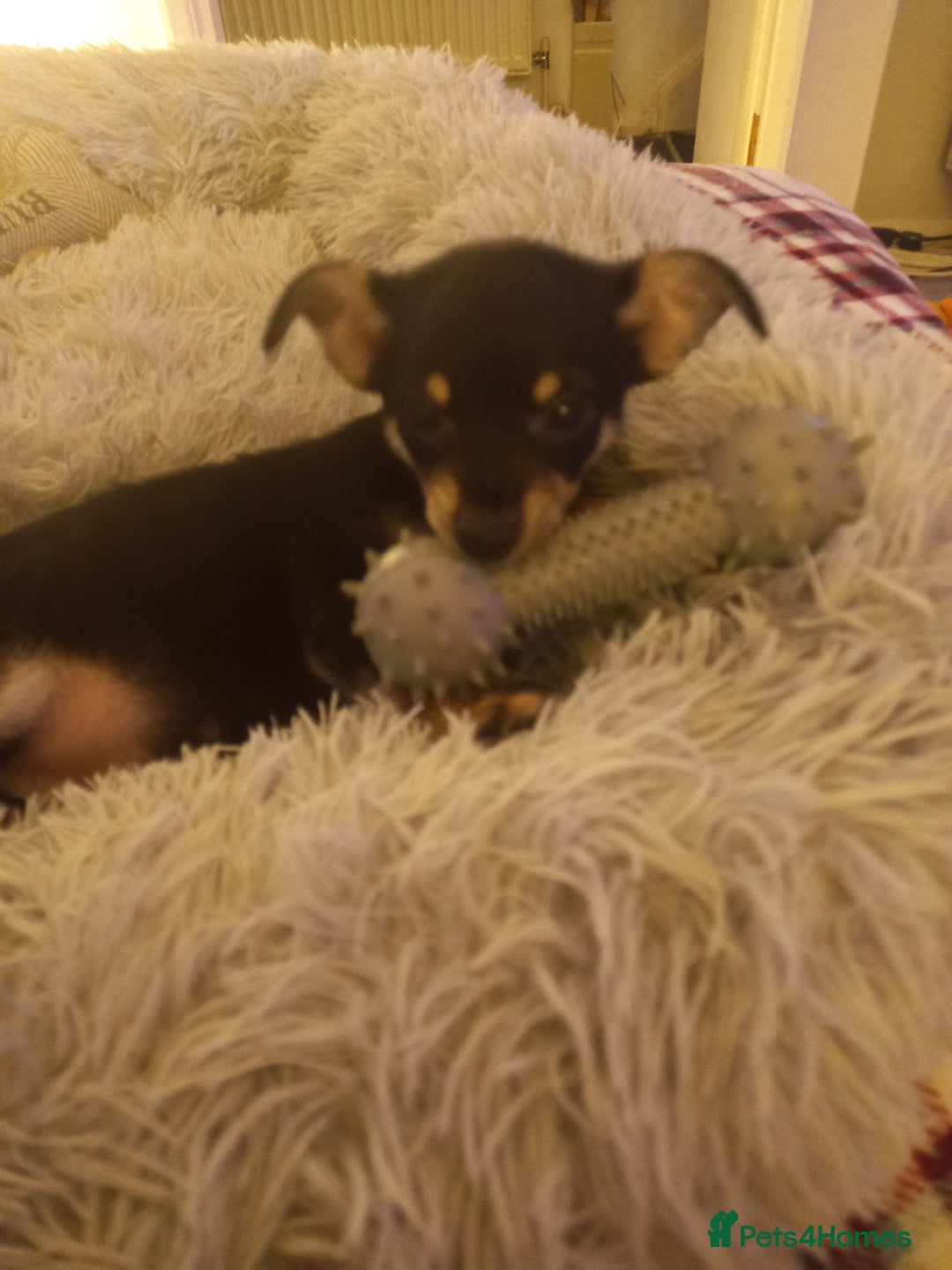 Jack Russell dogs for sale: Beautiful Jack russell puppy ( last one) - Image 12