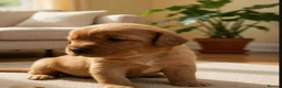 Mixed Breed dogs for sale: Cavador puppies 🩵❤️ in Stoke-on-Trent - Advert 2