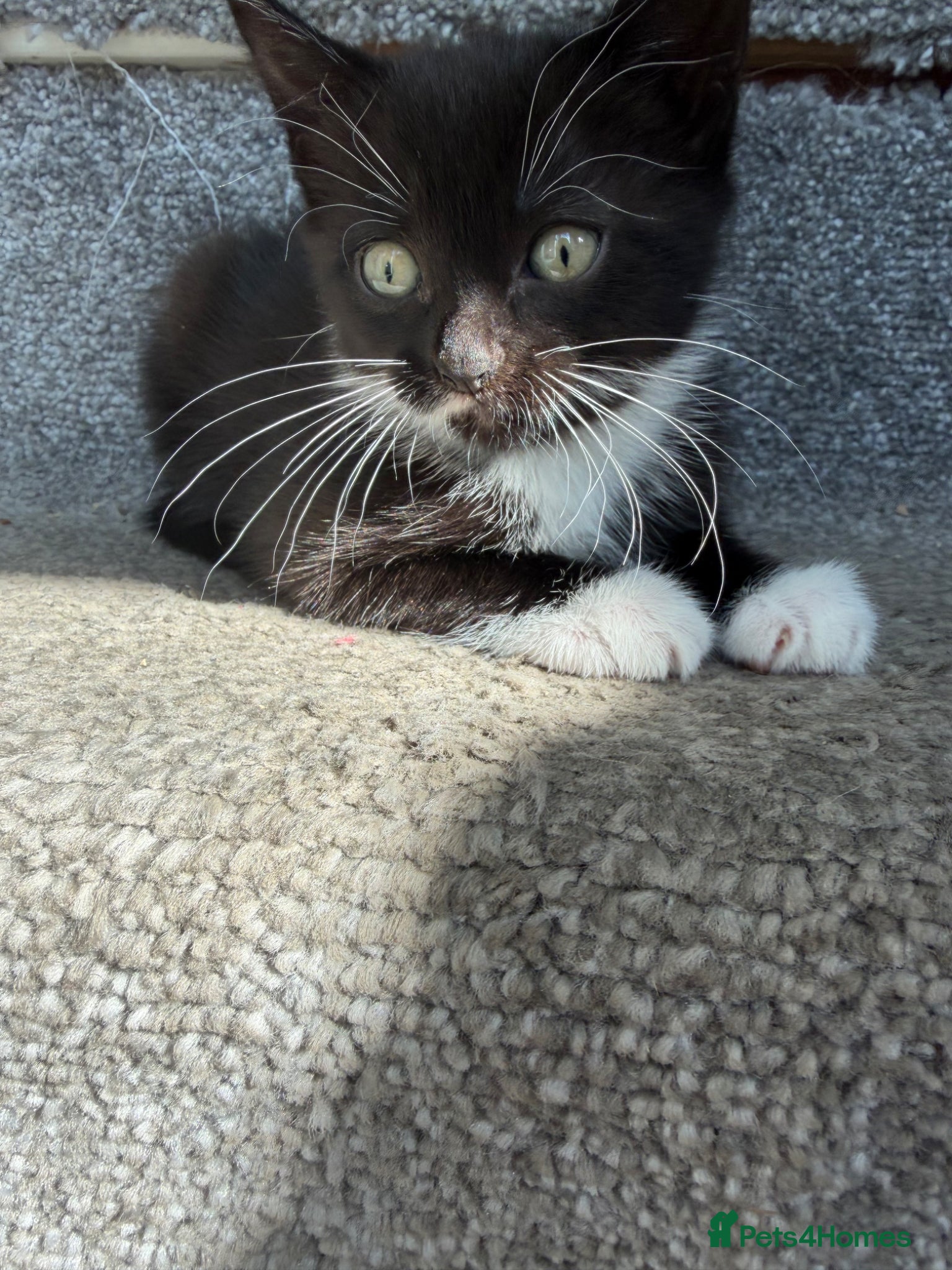 British Shorthair cats Tuxedo kittens for sale - Advert 17