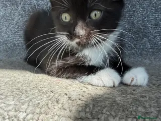 British Shorthair cats Tuxedo kittens for sale - Advert 17