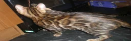 Bengal cats for sale: 5 Beautiful Bengal Kittens - Advert 18