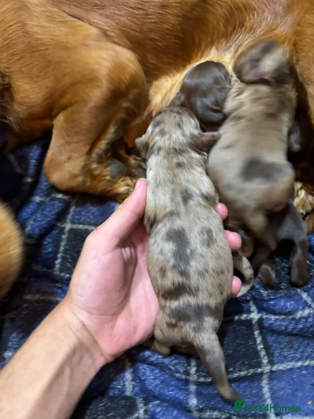 Cocker Spaniel dogs for sale: Merle cocka spaniels  - Advert 8