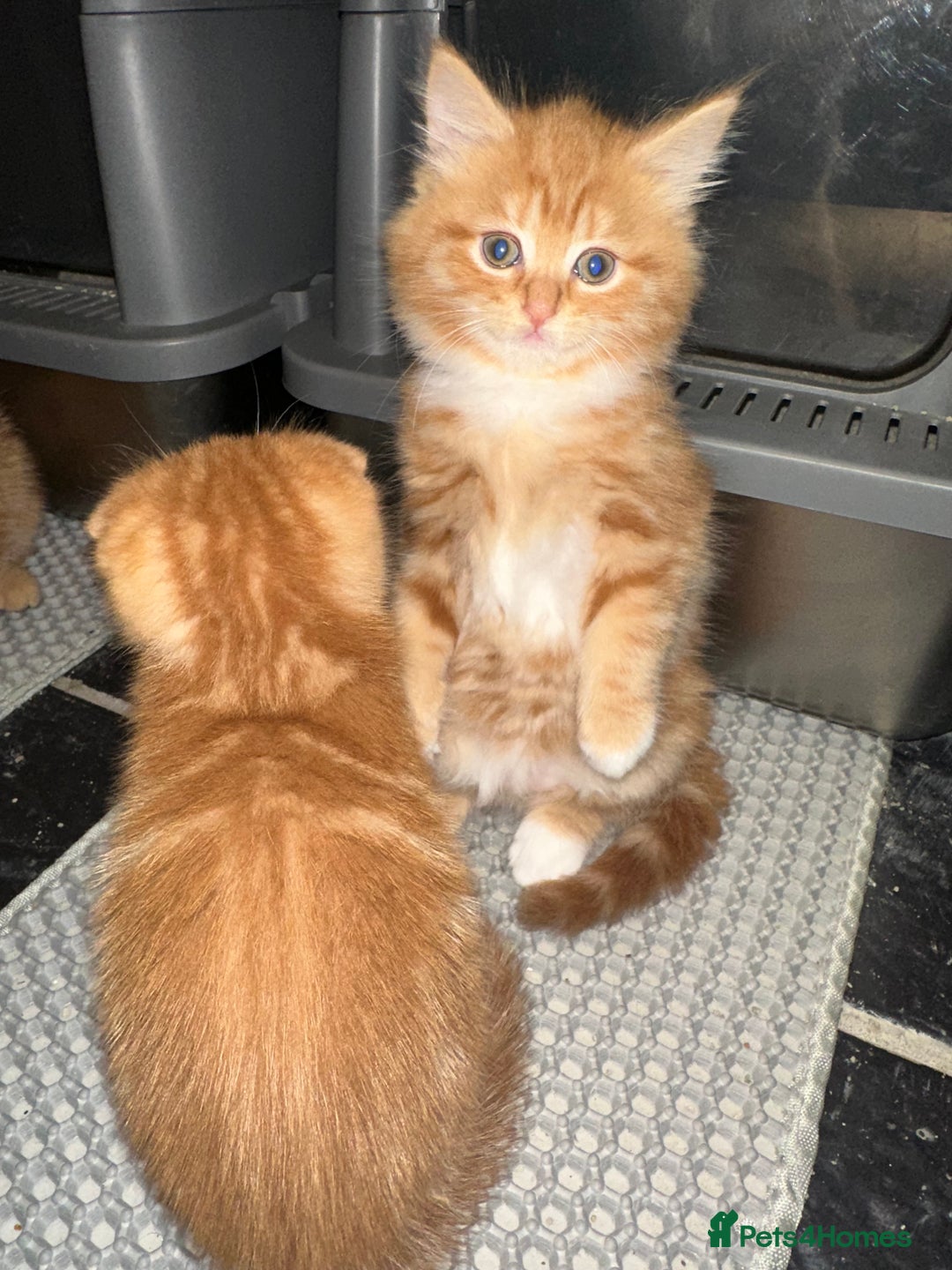 Scottish Fold cats for sale: Ginger Scottish fold/straights - Advert 19