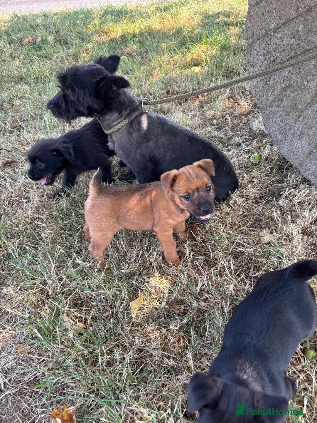 Mixed Breed dogs for sale: Cairn x jack russel in Market Drayton - Advert 10