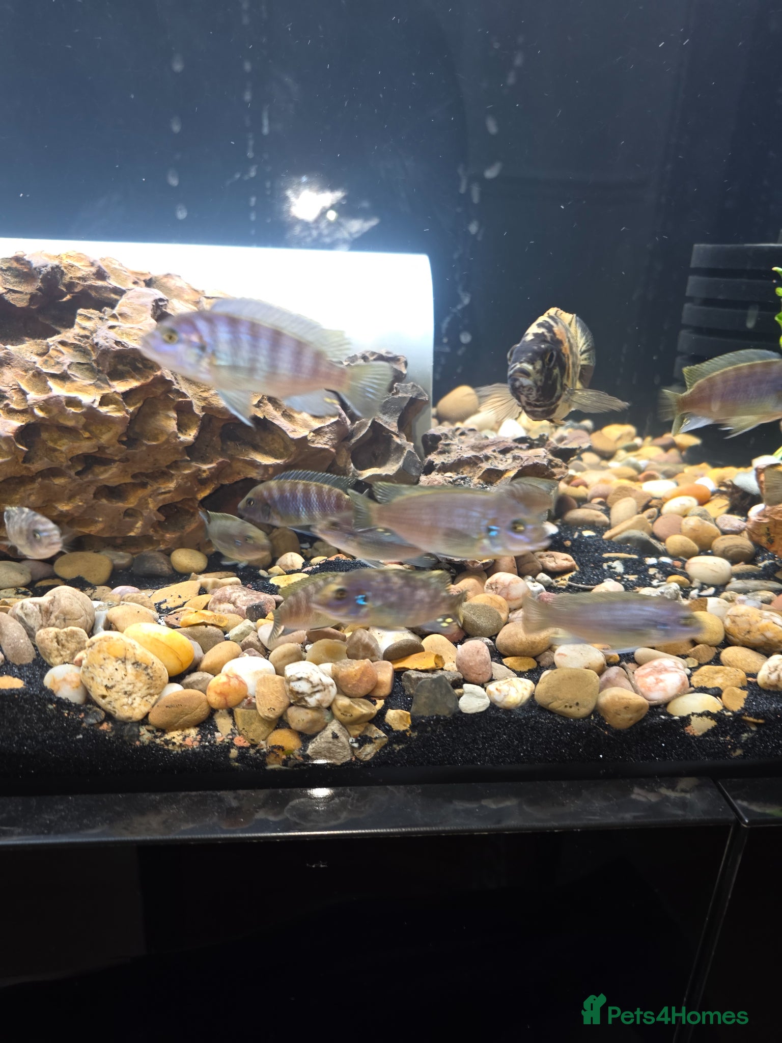 Cichlids fish Cichlids - Advert 1