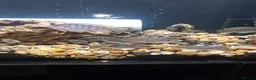 Cichlids fish for sale: Cichlids in Ellesmere Port - Advert 1