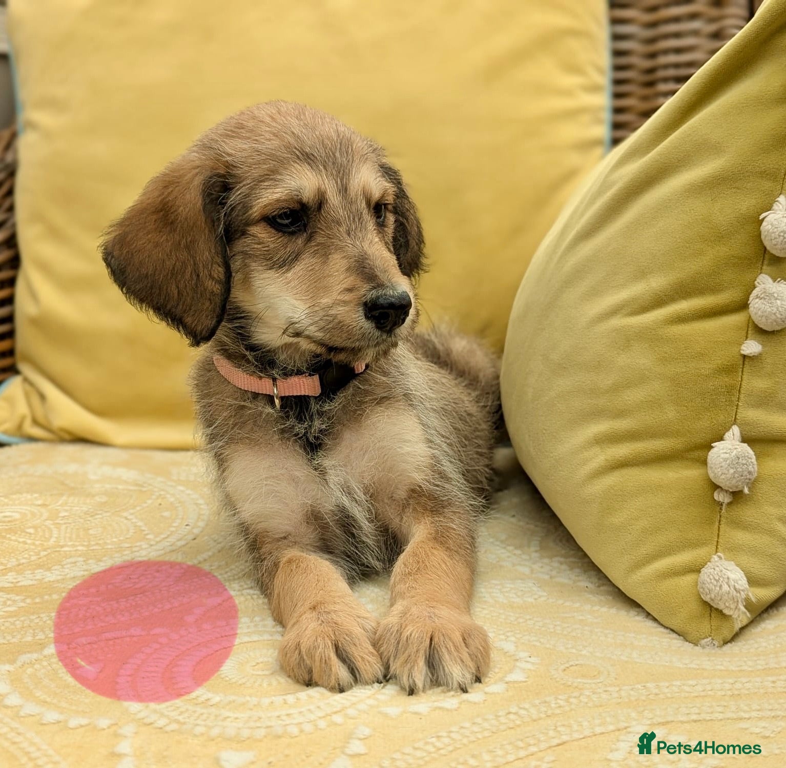 Bordoodle dogs for sale: Standard Bordoodle puppies- ready now - Advert 10