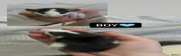 Rat rodents for sale: Baby Dumbo Rats  - Advert 3