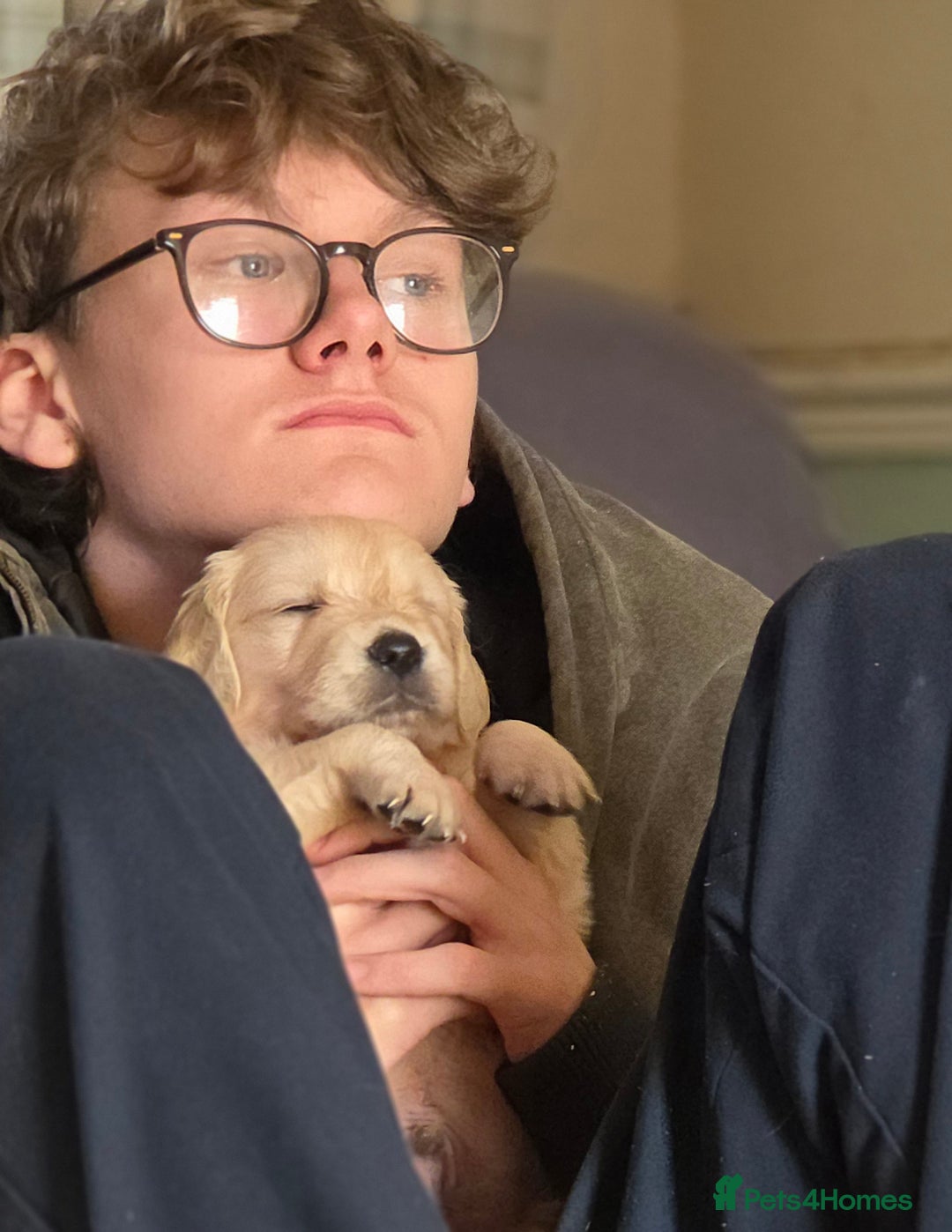 Golden Retriever dogs for sale: RKC reg Golden Retriever puppies - Advert 9