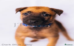 Belgian Shepherd Dog dogs for sale: Belgian malinois puppies - Image 3