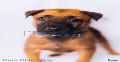 Belgian Shepherd Dog dogs - Advert 5